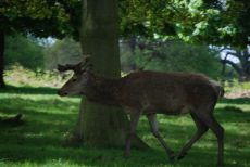 Richmond Park